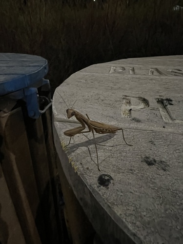 European Mantis