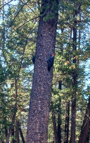 Pileated Woodpecker