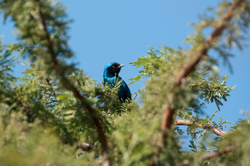 Greater Blue-eared Starling