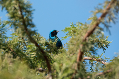 Lamprotornis chalybaeus