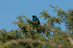 Lamprotornis chalybaeus