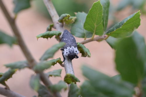 Flat-headed Root-borer