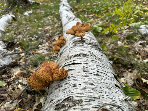Sharp-scaly Pholiota