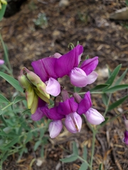 Lathyrus eucosmus