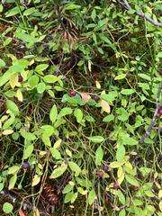 Vaccinium scoparium, photograph (c) Oliver Stringham, some rights reserved (CC BY)