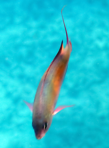 Lepidozygus tapeinosoma observed 2026-09-11