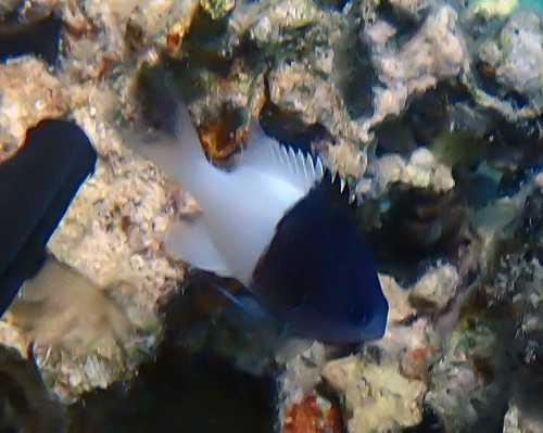 Chromis iomelas observed 2026-09-11