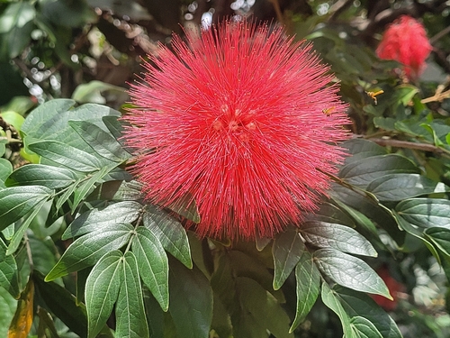 Calliandra haematocephala observed 2026-09-20