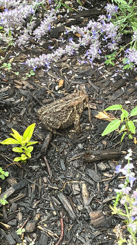 American Toad