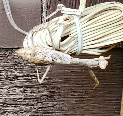 Carolina Mantis