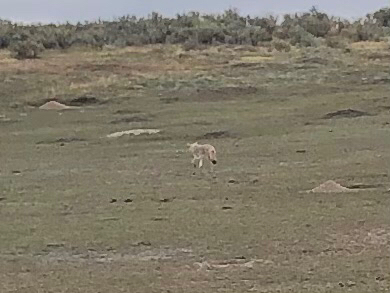 Coyote