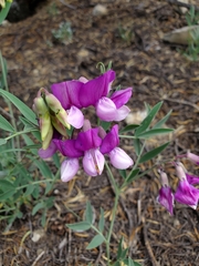 Lathyrus eucosmus