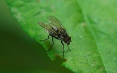 Limnophora maculosa