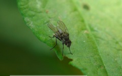 Limnophora maculosa
