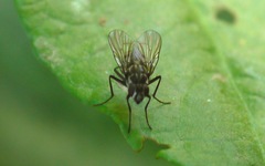 Limnophora maculosa