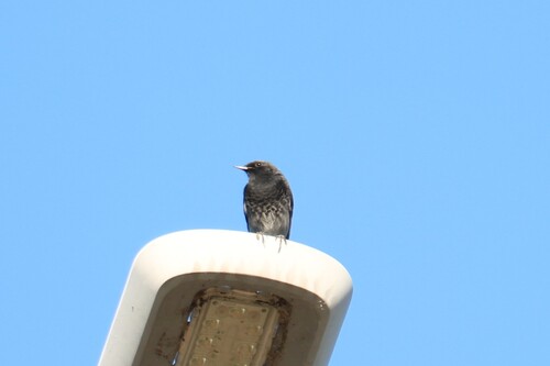 Black Redstart
