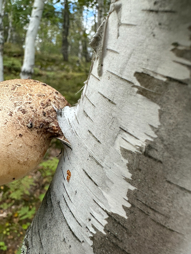 birch polypore