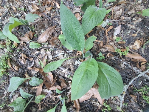 purple foxglove