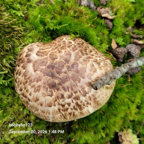 False Matsutake