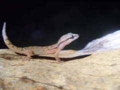 Phyllodactylus duellmani