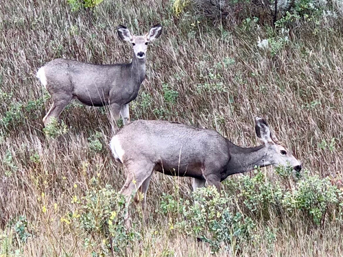Mule Deer