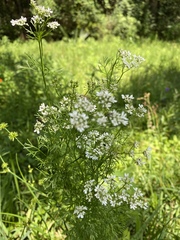 Coriandreae