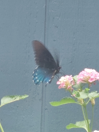 Pipevine Swallowtail