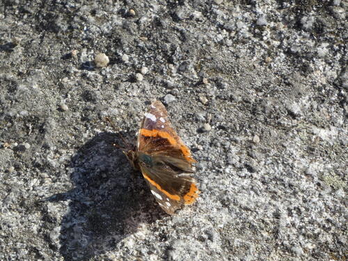 Red Admiral