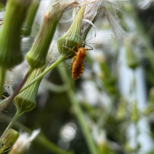 Orange Assassin Bug
