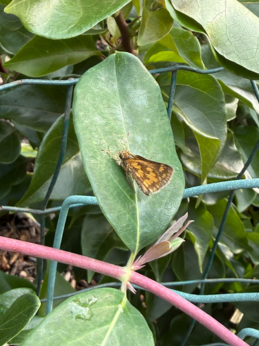 Peck's Skipper