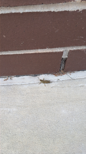 Differential Grasshopper