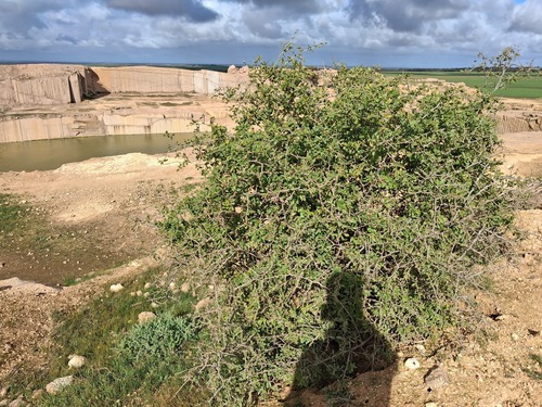 African boxthorn