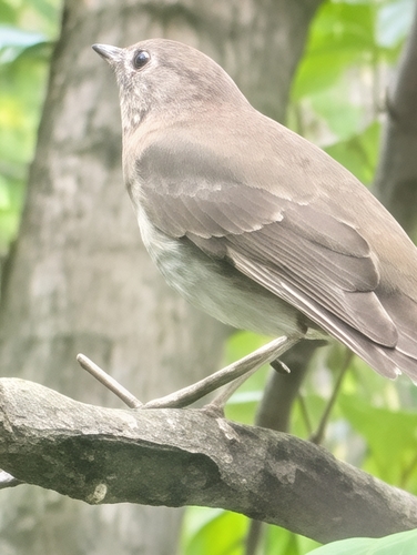 Gray-cheeked Thrush