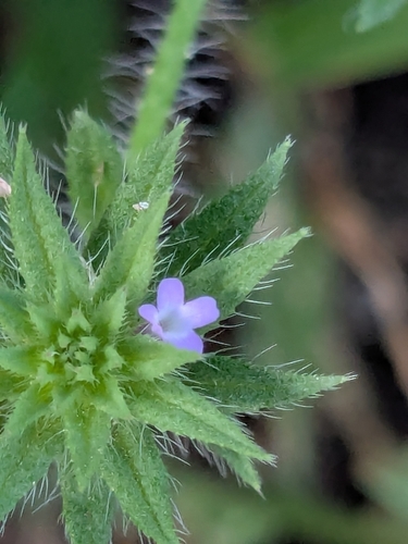 Bigbract Verbena