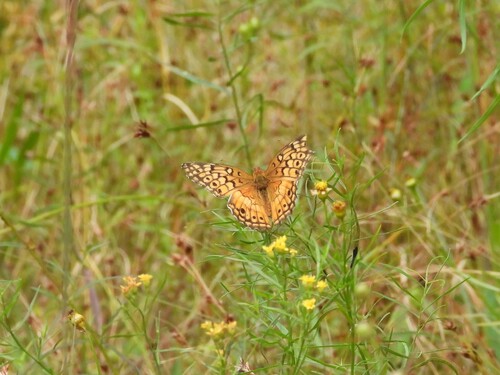 Variegated Fritillary