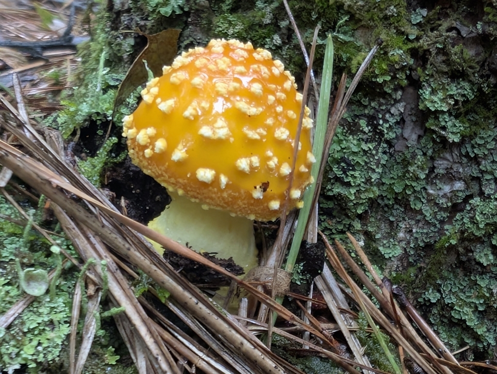 Frost's Amanita · September 2026 · photo: Photo: (c) Ben Lapham, some rights reserved (CC BY-SA) · iNaturalist