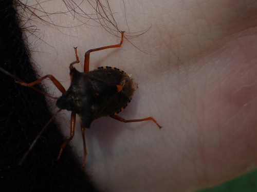 Forest Bug