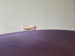 Polana