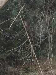 Microspingus cabanisi