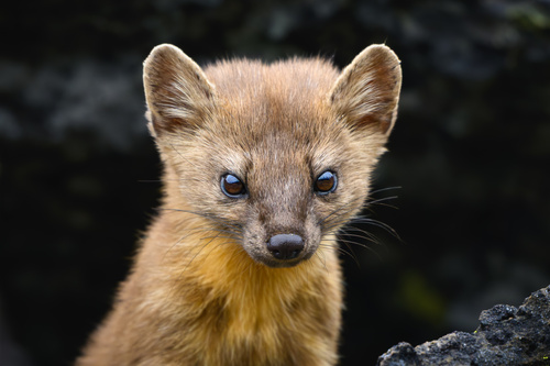 Pacific Marten, photo 4 of 8
