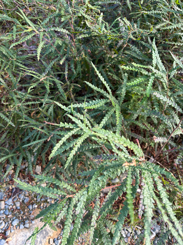 sweetfern