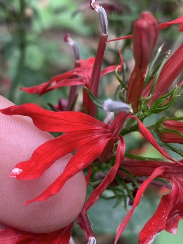 cardinal flower