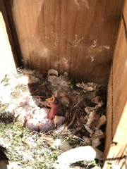 Poecile carolinensis