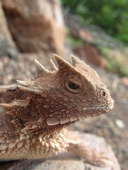 Phrynosoma asio