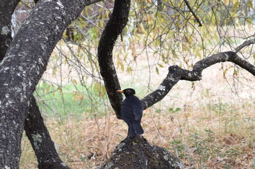 Eurasian Blackbird