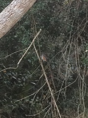 Microspingus cabanisi