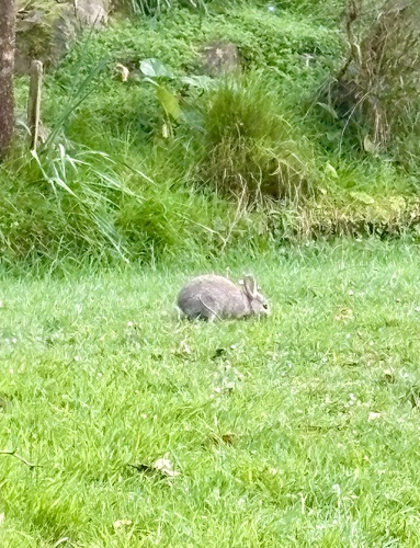 European Rabbit