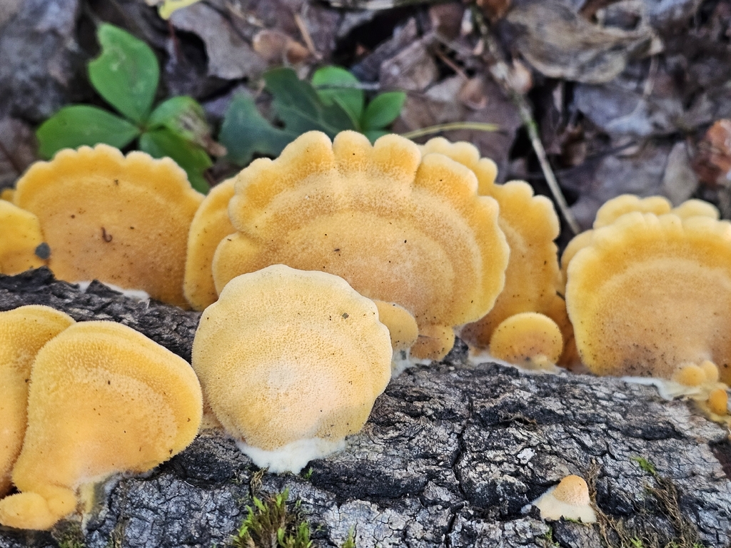 Stinking Orange Oyster · September 2026 · photo: Photo: (c) Norma Malinowski, some rights reserved (CC BY) · iNaturalist