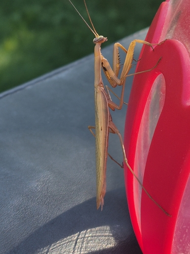 European Mantis