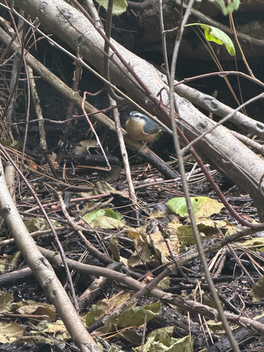 Red-breasted Nuthatch